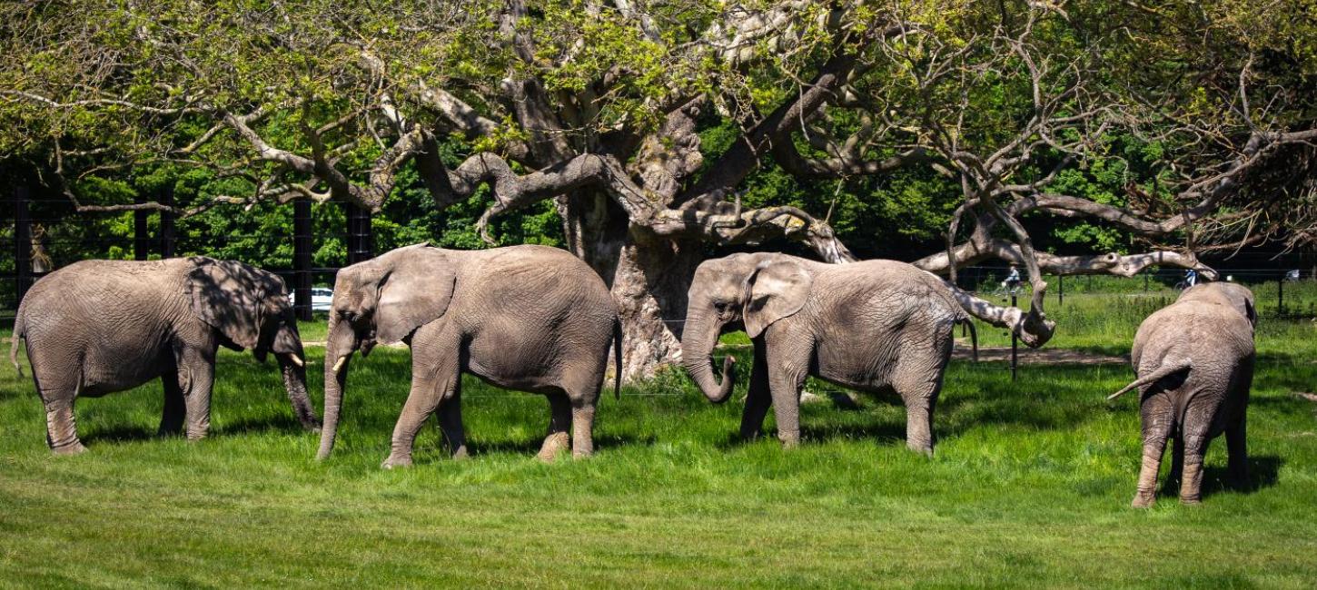 Pensionerede cirkuselefanter i Knuthenborg Safaripark