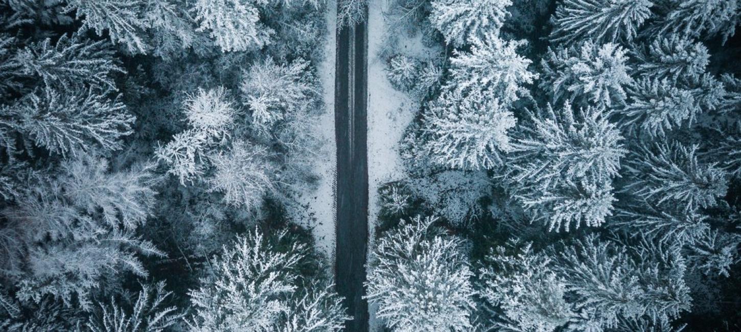 Palsgaard skov om vinteren