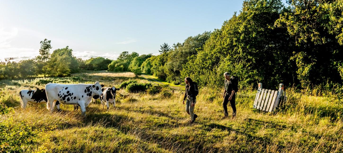 Hiking with cows on island Mors in Limfjord, North Jutland in Denmark
