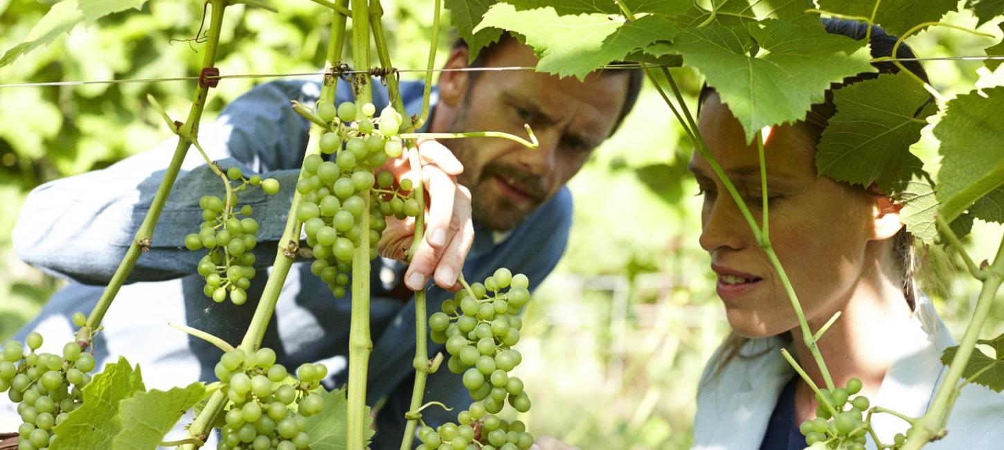 Par på Skaarupøre Vingaard ser på vinrankene