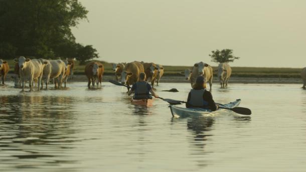 Cows and kayaks in Roskilde Fjord