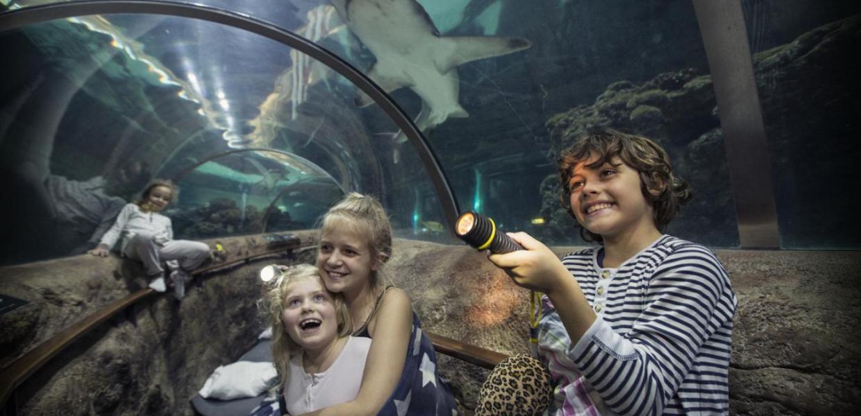 Sov med hajerne kattegatcenter