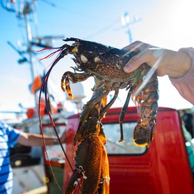 A  freshly caught lobster on a fishing boat in Thorsminde's harbour on the Danish west coast.