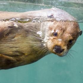 Otter in AQUA Aquarium en Dierenpark